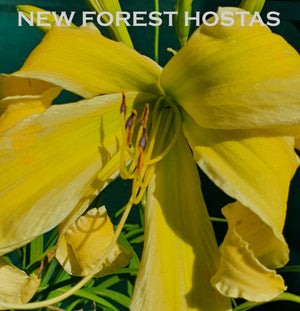 Hemerocallis 'Heavenly Flight of Angels' - New Forest Hostas & Hemerocallis