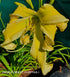 Hemerocallis 'Heavenly Flight of Angels' - New Forest Hostas & Hemerocallis
