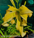Hemerocallis 'Heavenly Flight of Angels' - New Forest Hostas & Hemerocallis