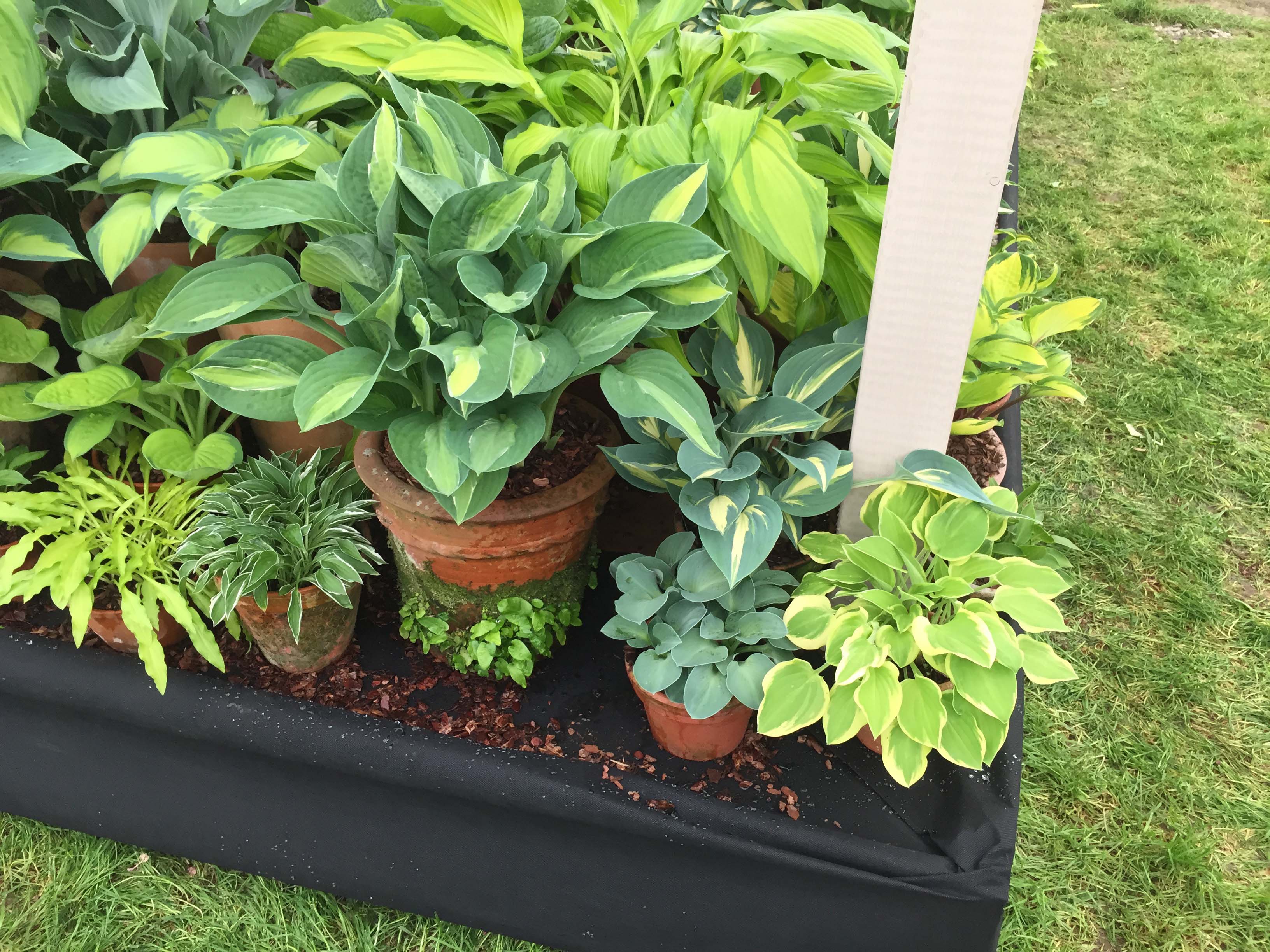 Hosta 'Heavenly Tiara' - New Forest Hostas & Hemerocallis