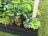 Hosta 'Heavenly Tiara' - New Forest Hostas & Hemerocallis