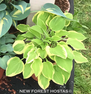 Hosta 'Heavenly Tiara' - New Forest Hostas & Hemerocallis