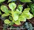Hosta 'Heavenly Tiara' - New Forest Hostas & Hemerocallis