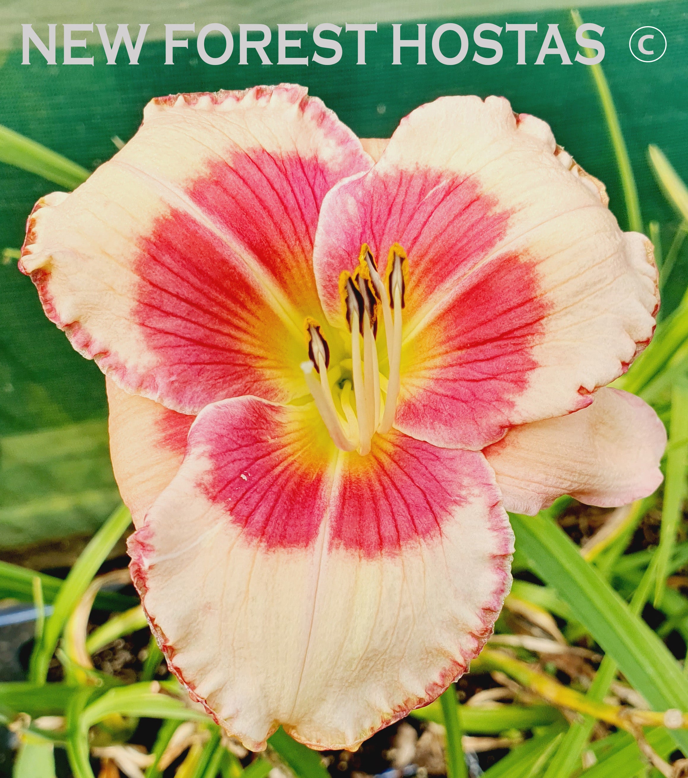 Hemerocallis 'Hello Screamer' - New Forest Hostas & Hemerocallis