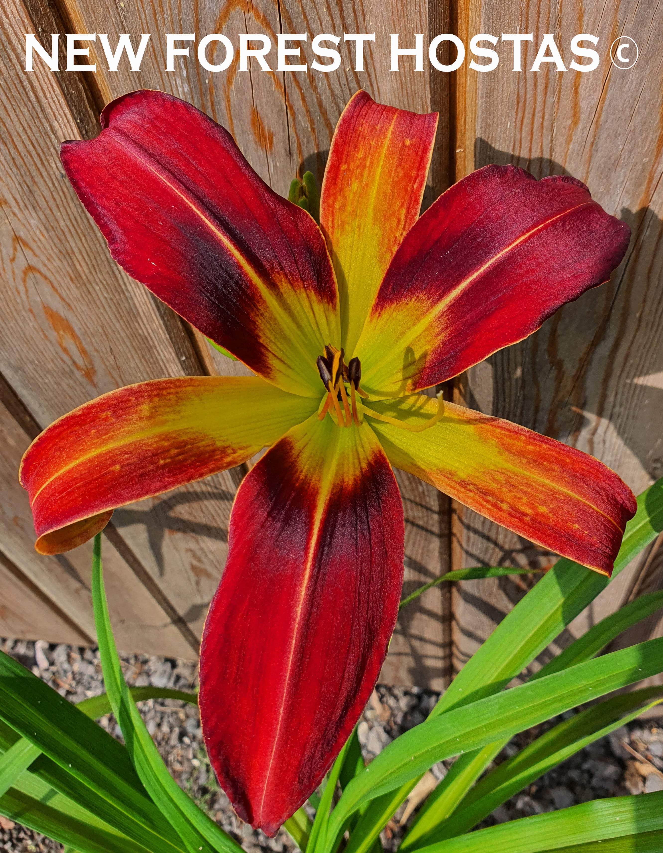 Hemerocallis 'Christmas Tidings' - New Forest Hostas & Hemerocallis