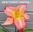 Hemerocallis 'Farmer's Daughter' - New Forest Hostas & Hemerocallis