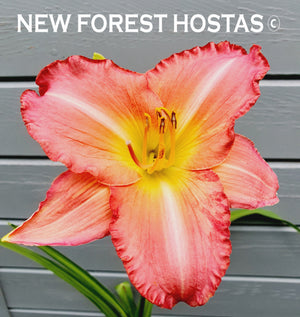 Hemerocallis 'Farmer's Daughter' - New Forest Hostas & Hemerocallis