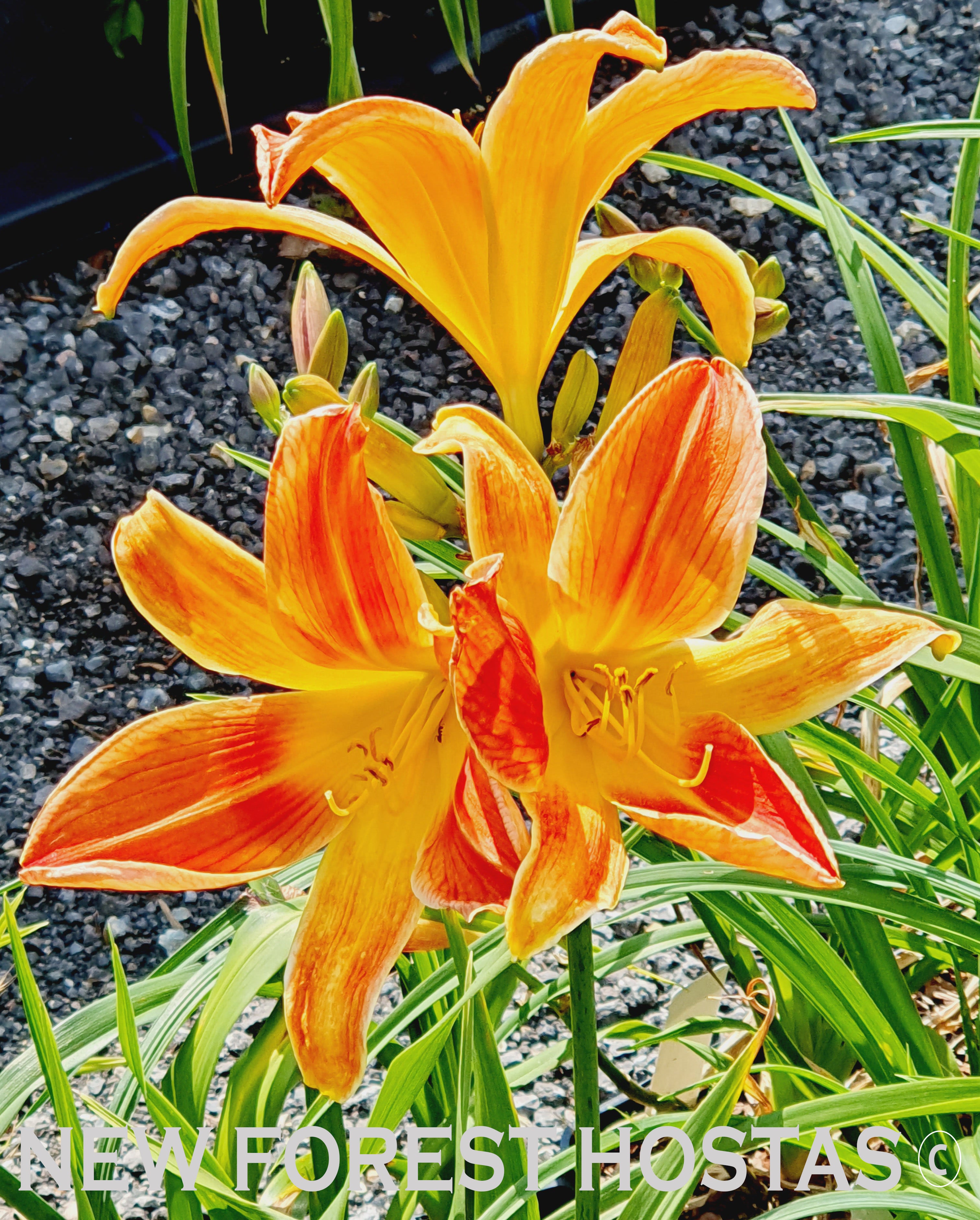 Hemerocallis 'Octopus Hugs' - New Forest Hostas & Hemerocallis