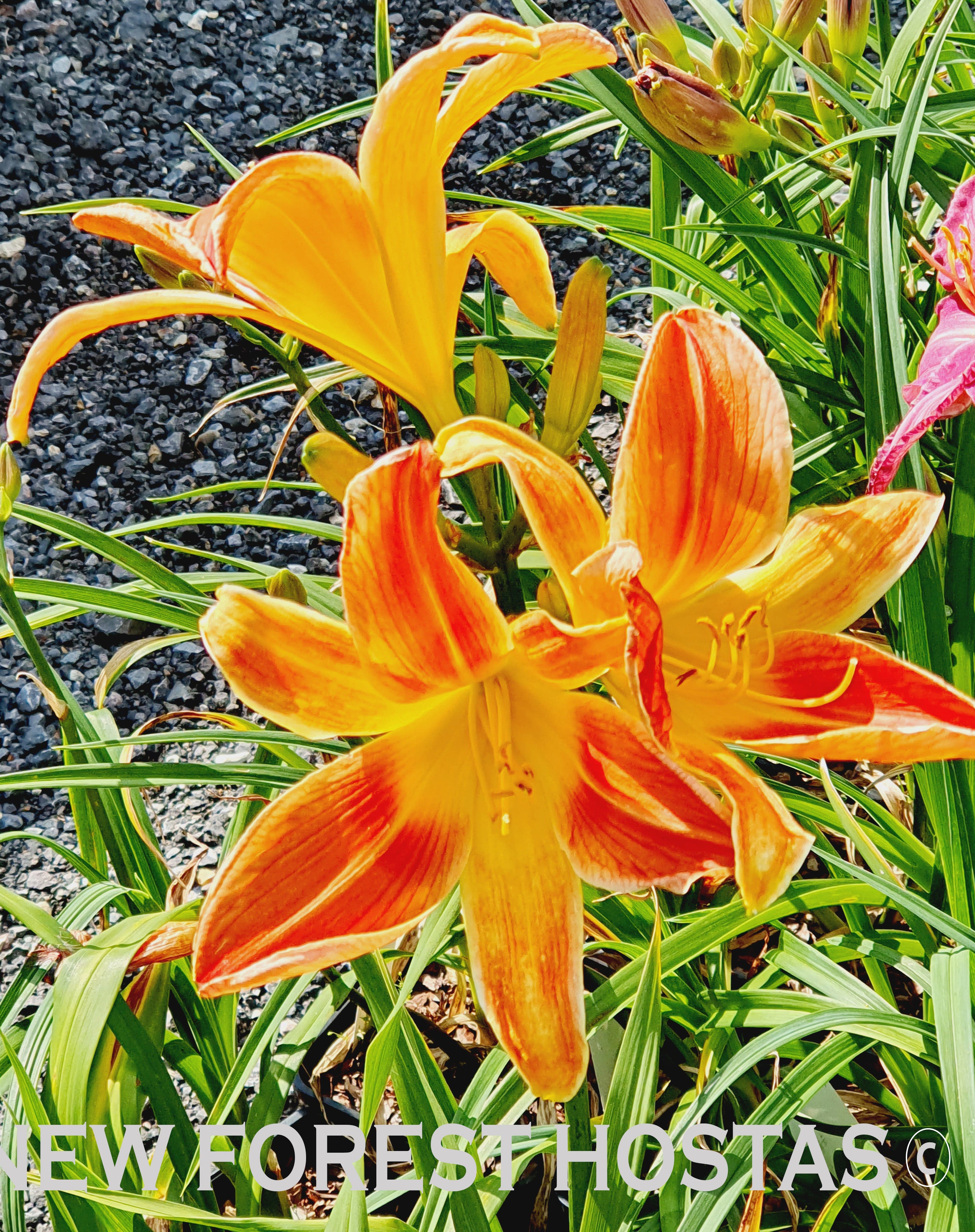 Hemerocallis 'Octopus Hugs' - New Forest Hostas & Hemerocallis