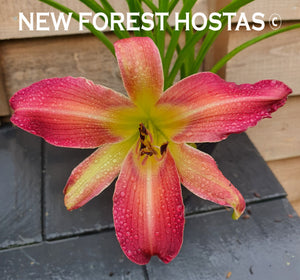 Hemerocallis 'On The Web' - New Forest Hostas & Hemerocallis