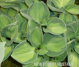 Hosta 'Holy Mouse Ears' - New Forest Hostas & Hemerocallis