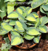 Hosta 'Holy Mouse Ears' - New Forest Hostas & Hemerocallis