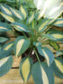 Hosta 'Hot Kiss' - New Forest Hostas & Hemerocallis