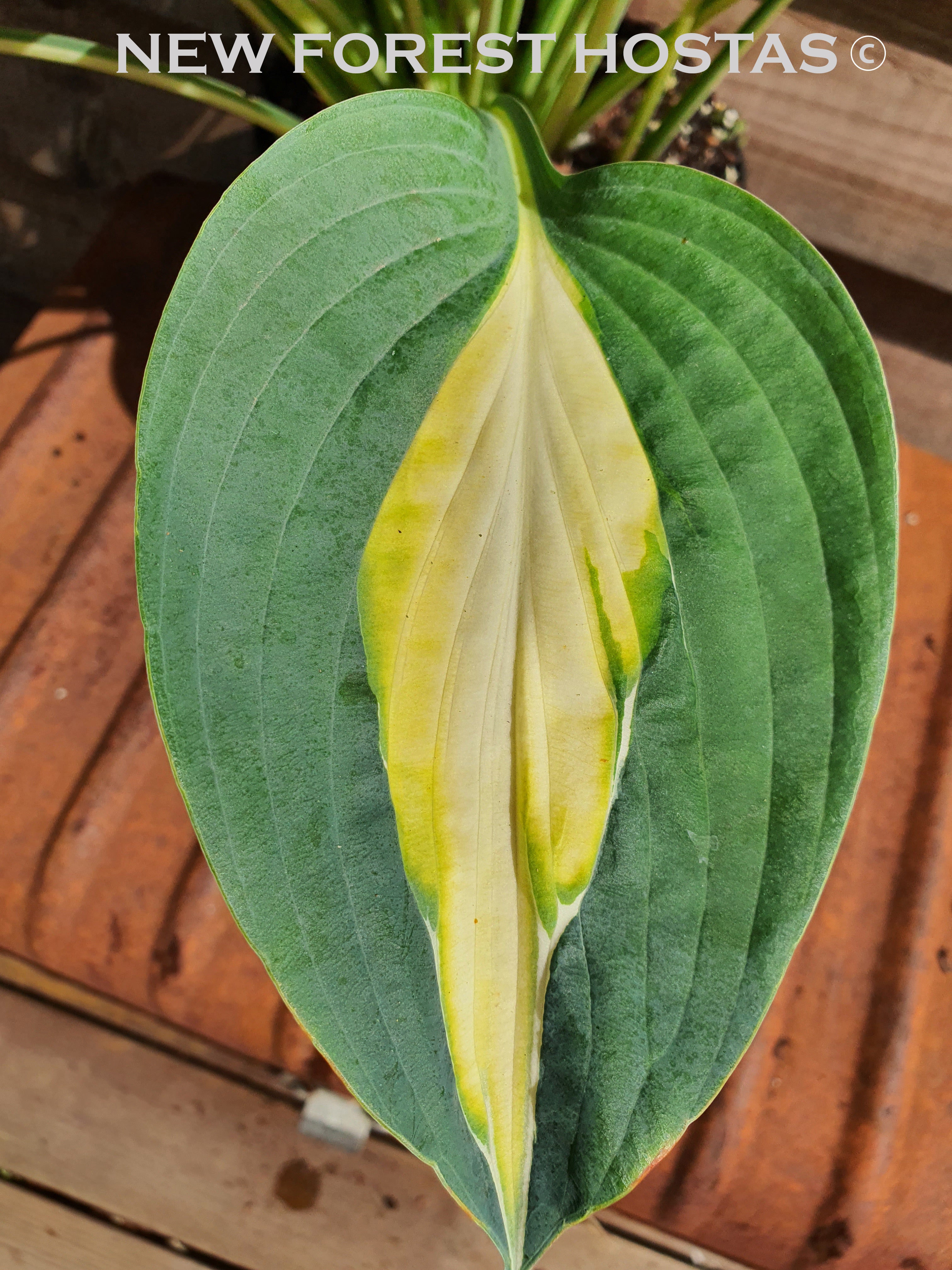 Hosta 'Hot Kiss' - New Forest Hostas & Hemerocallis