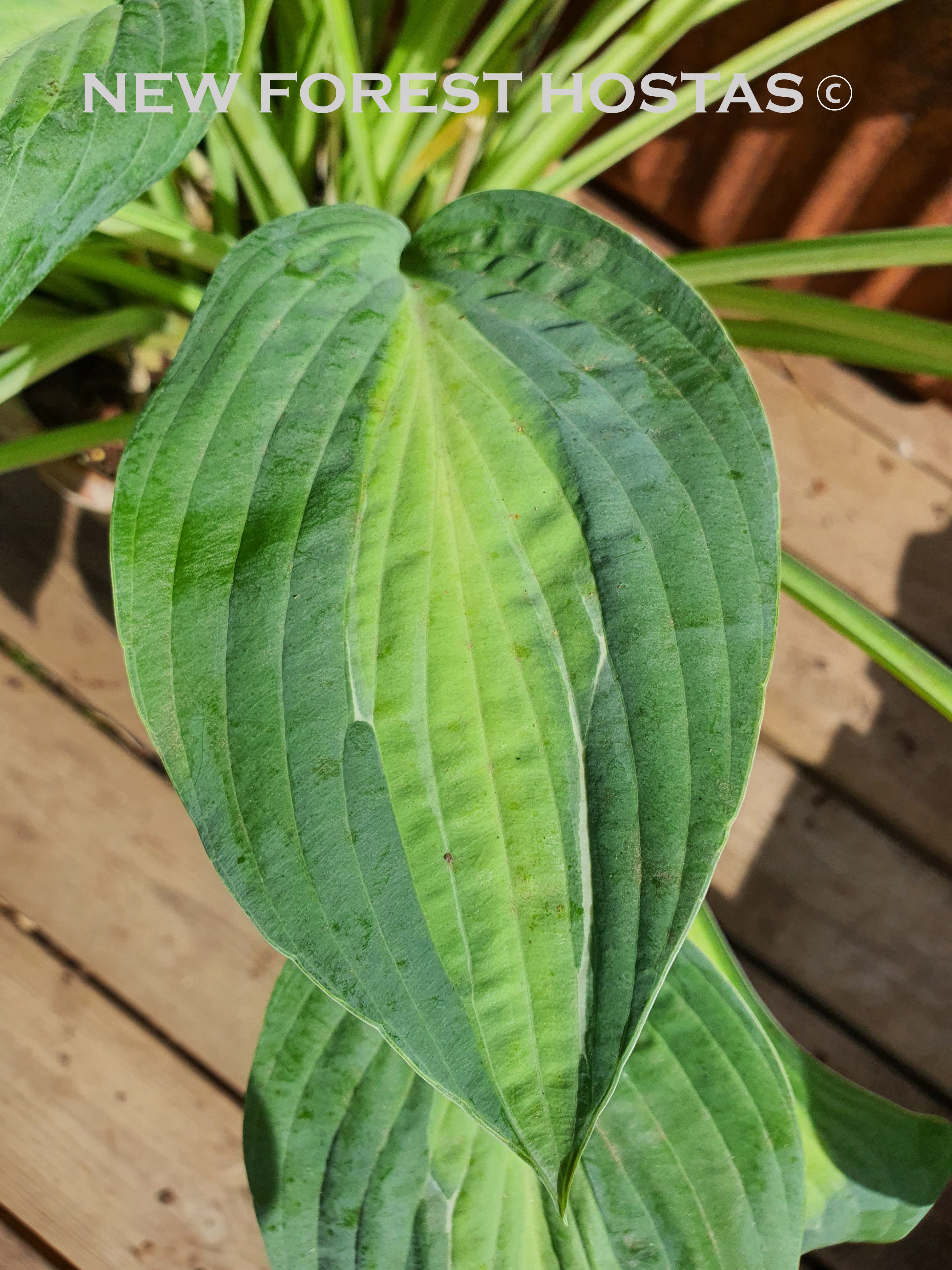 Hosta 'Hot Kiss' - New Forest Hostas & Hemerocallis