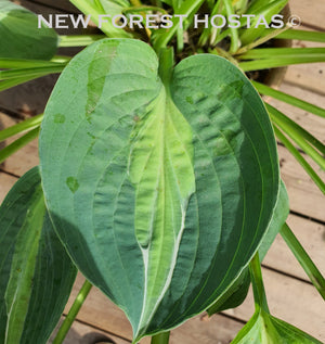 Hosta 'Hot Kiss' - New Forest Hostas & Hemerocallis