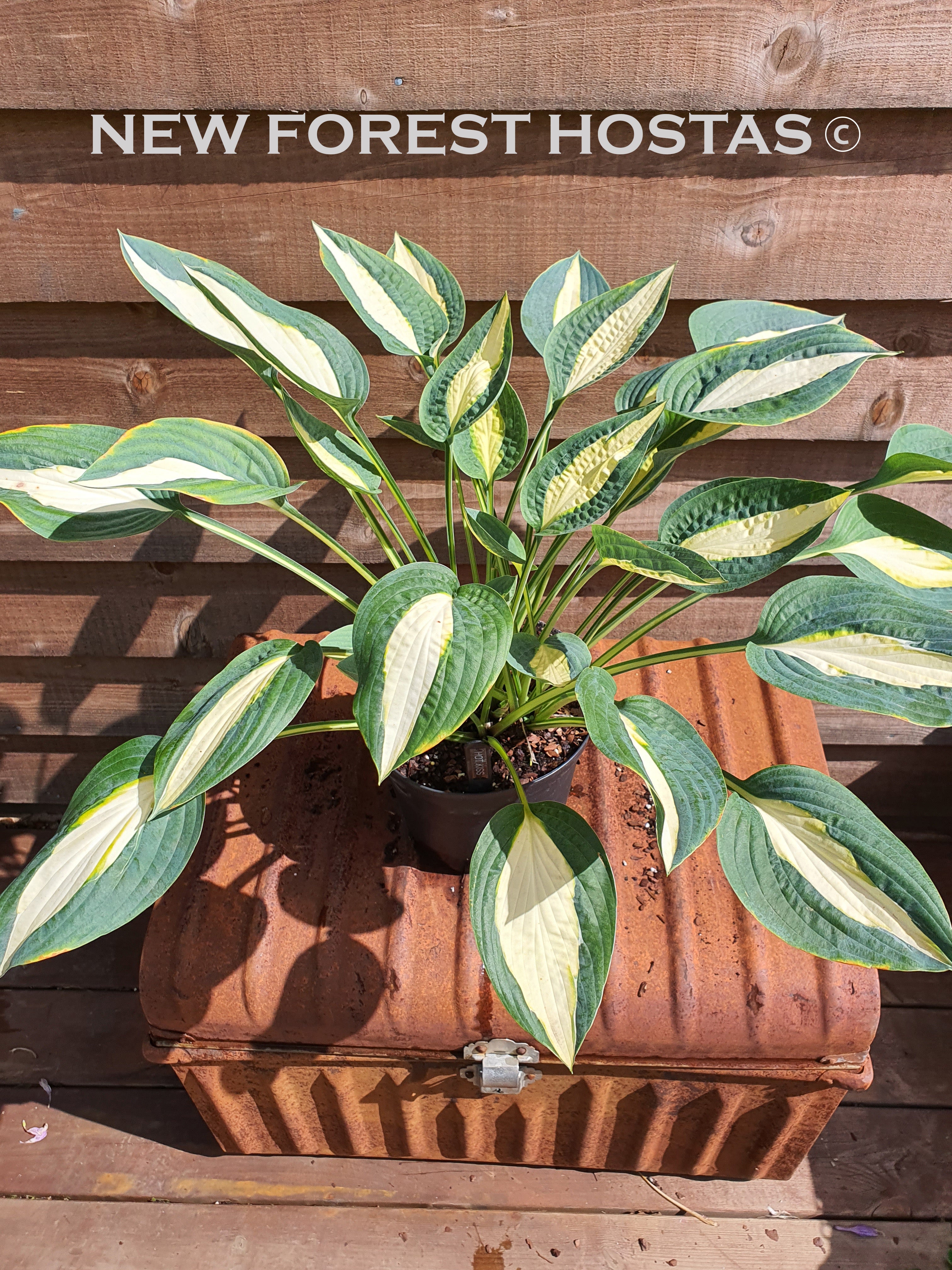 Hosta 'Hot Kiss' - New Forest Hostas & Hemerocallis