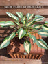 Hosta 'Hot Kiss' - New Forest Hostas & Hemerocallis