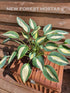 Hosta 'Hot Kiss' - New Forest Hostas & Hemerocallis