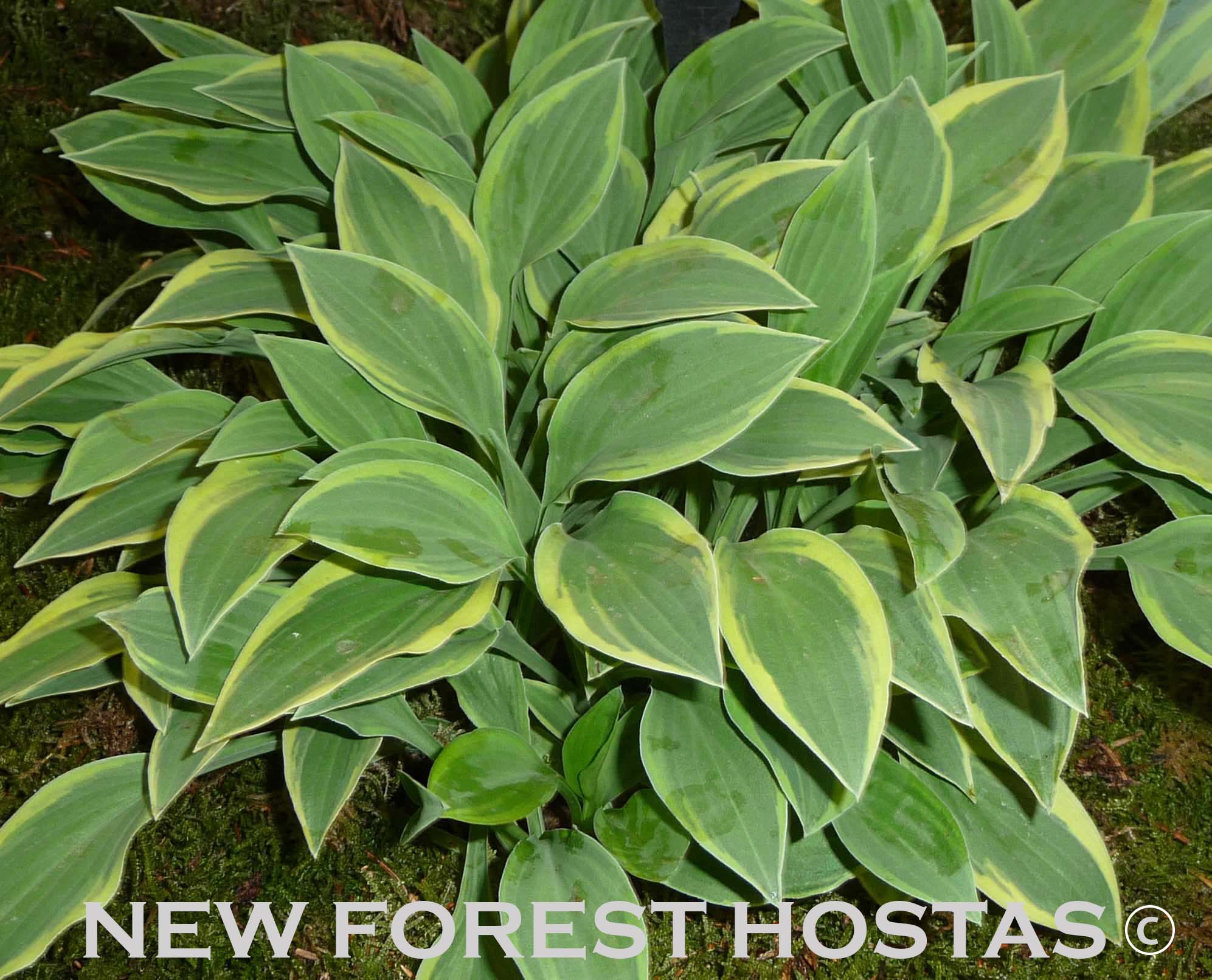 Hosta 'Hush Puppie' - New Forest Hostas & Hemerocallis