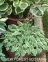 Hosta 'Hush Puppie' - New Forest Hostas & Hemerocallis