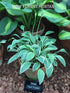 Hosta 'Hush Puppie' - New Forest Hostas & Hemerocallis