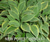 Hosta 'Hush Puppie' - New Forest Hostas & Hemerocallis