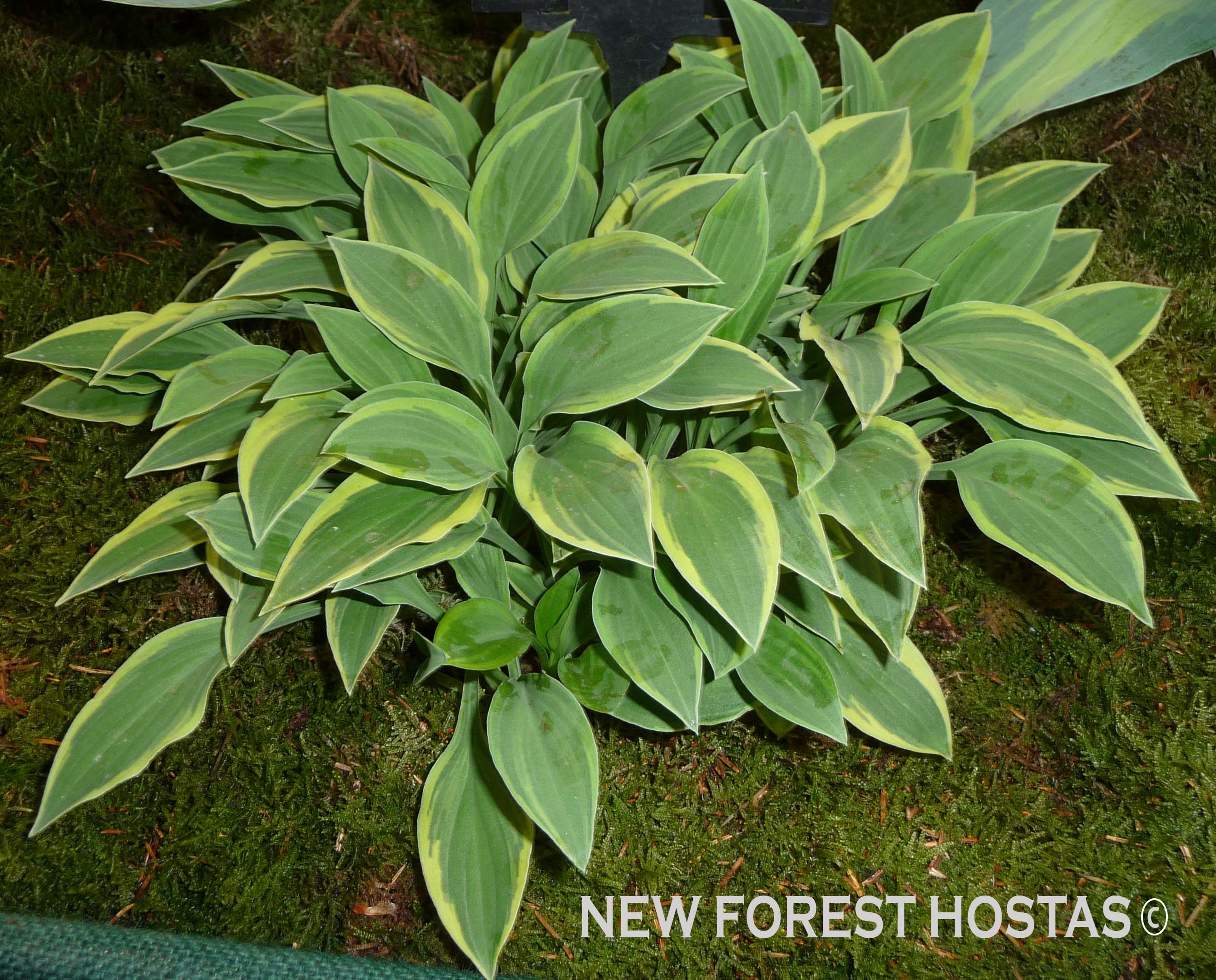 Hosta 'Hush Puppie' - New Forest Hostas & Hemerocallis