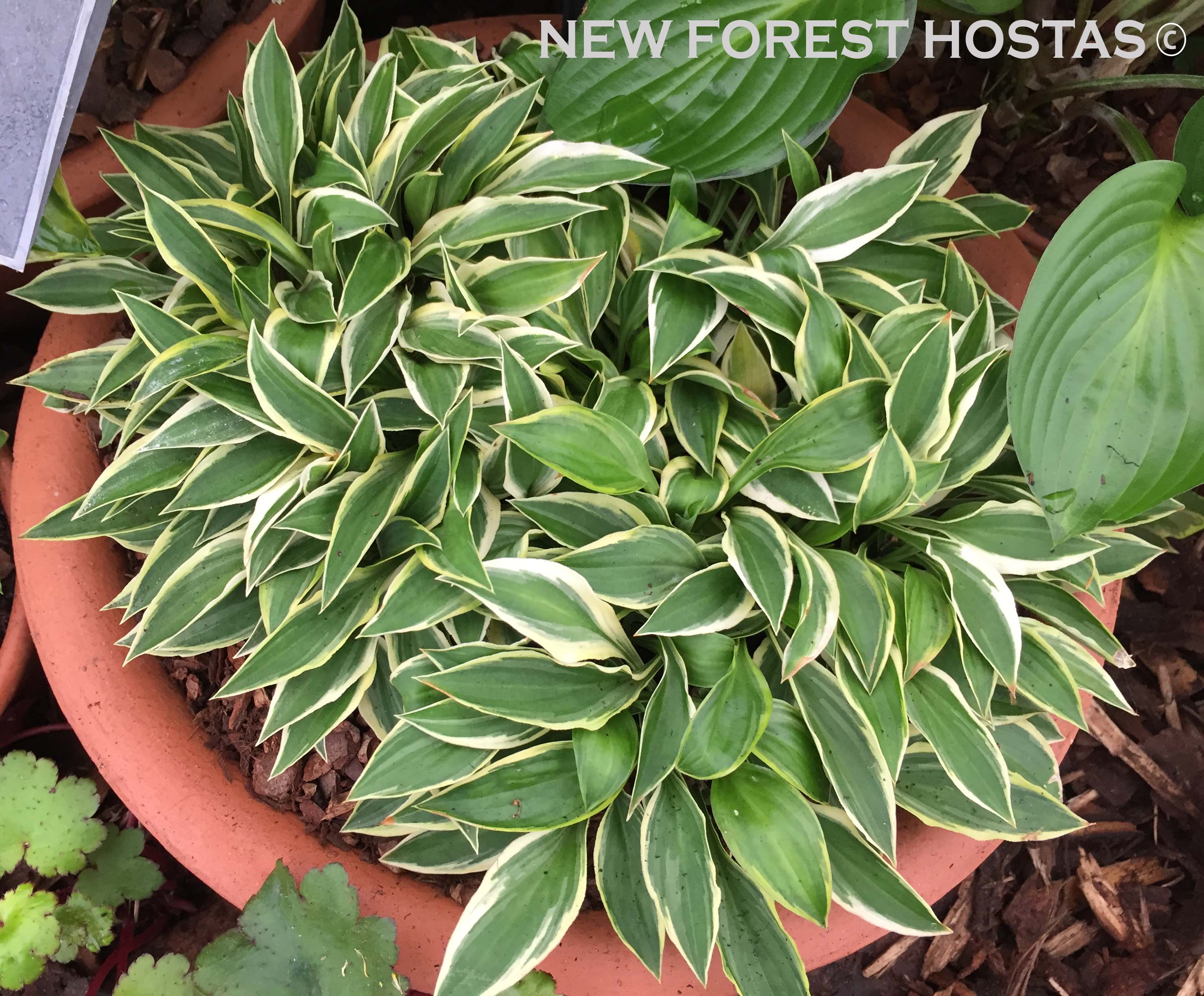 Hosta 'Hush Puppie' - New Forest Hostas & Hemerocallis