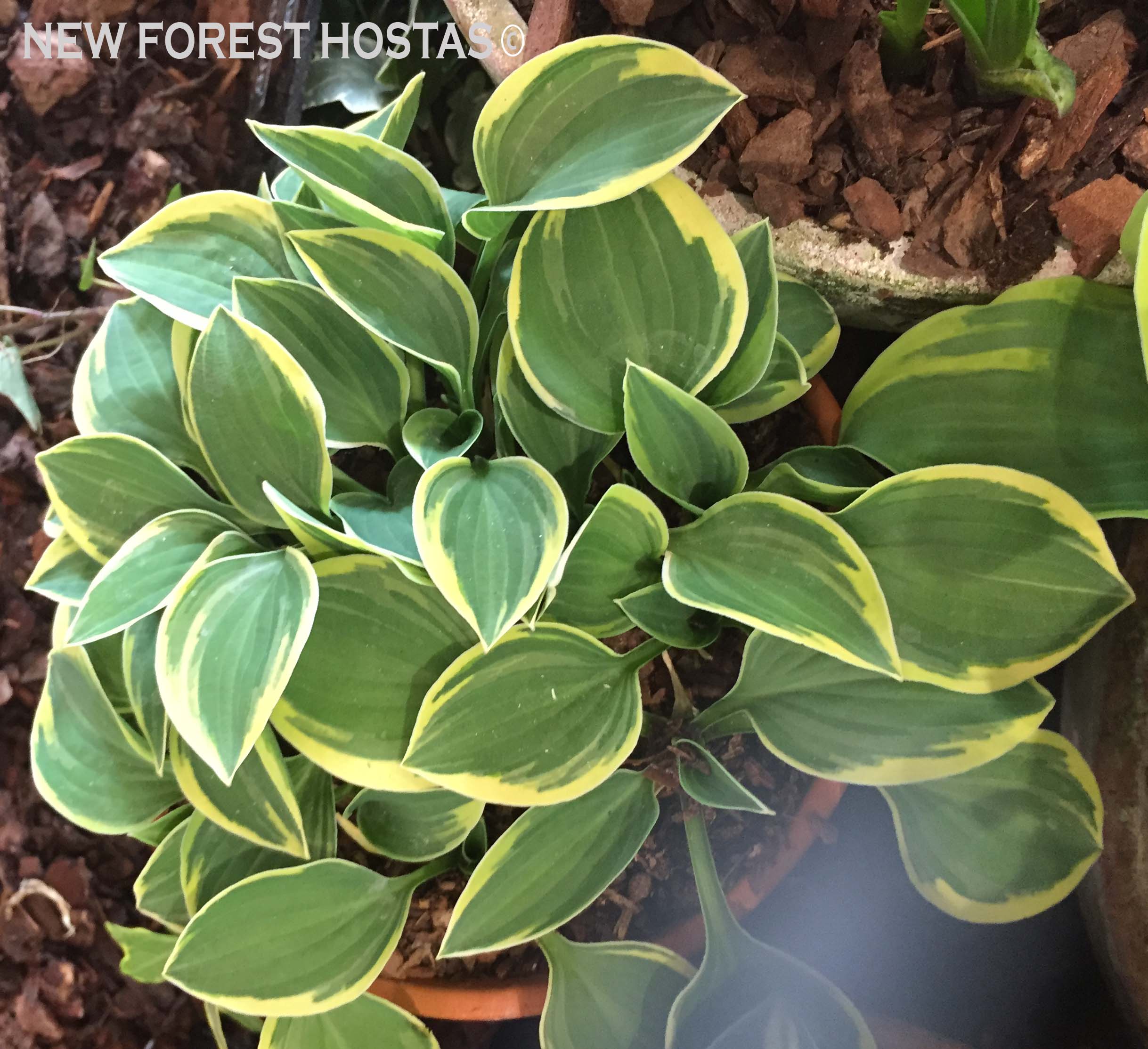 Hosta 'Hush Puppie' - New Forest Hostas & Hemerocallis