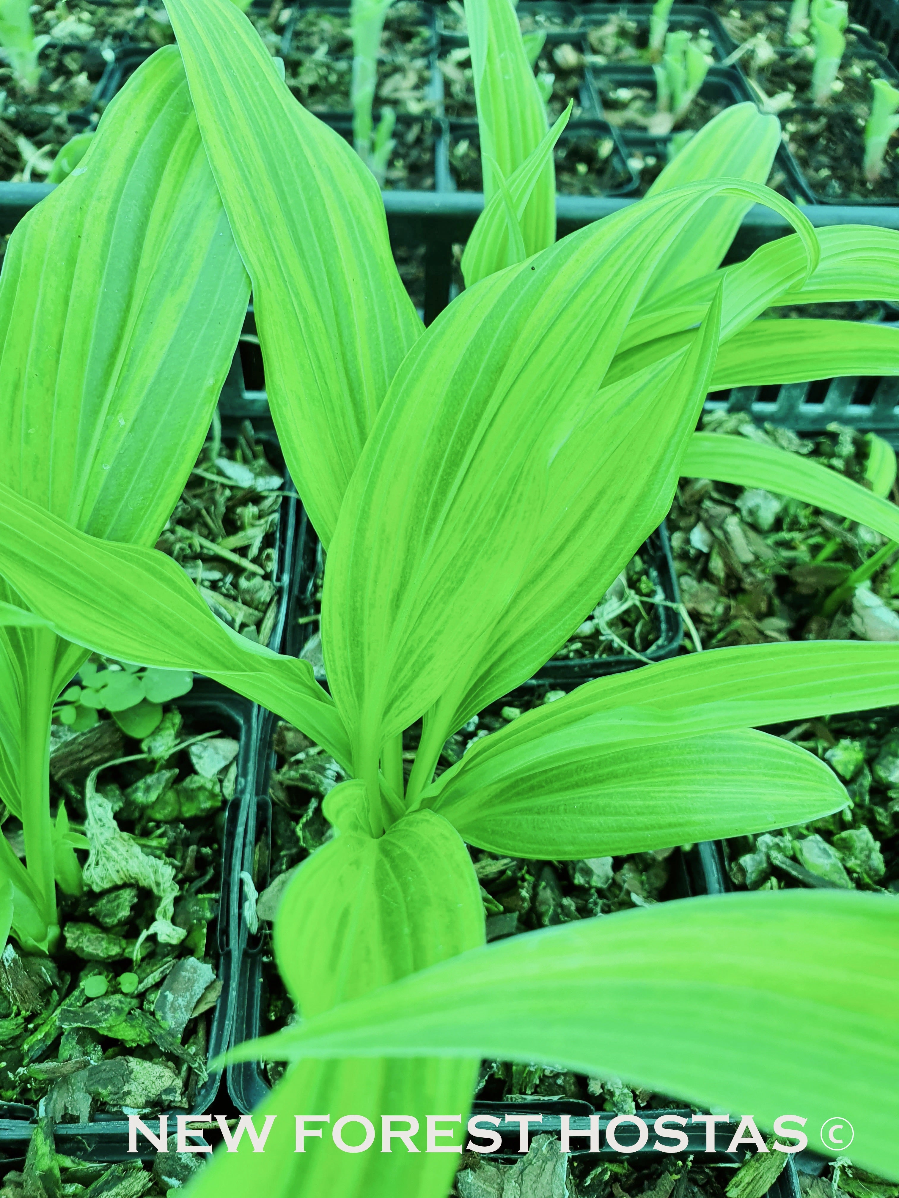 Hosta 'Hyuga Urajiro' - New Forest Hostas & Hemerocallis