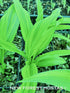 Hosta 'Hyuga Urajiro' - New Forest Hostas & Hemerocallis