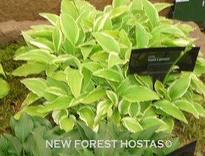 Hosta 'Iced Lemon' - New Forest Hostas & Hemerocallis
