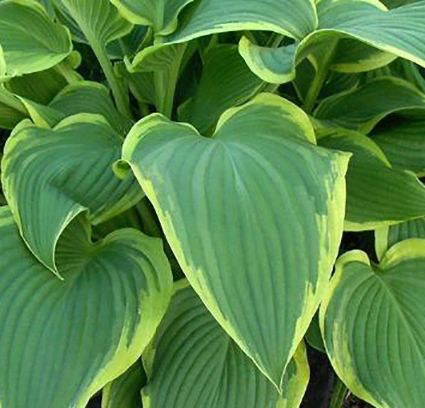 Hosta 'Yellow River' - New Forest Hostas & Hemerocallis