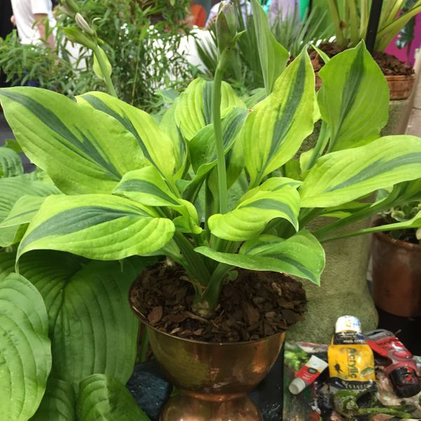 Hosta 'Velvet Moon' - New Forest Hostas & Hemerocallis