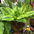 Hosta 'Velvet Moon' - New Forest Hostas & Hemerocallis