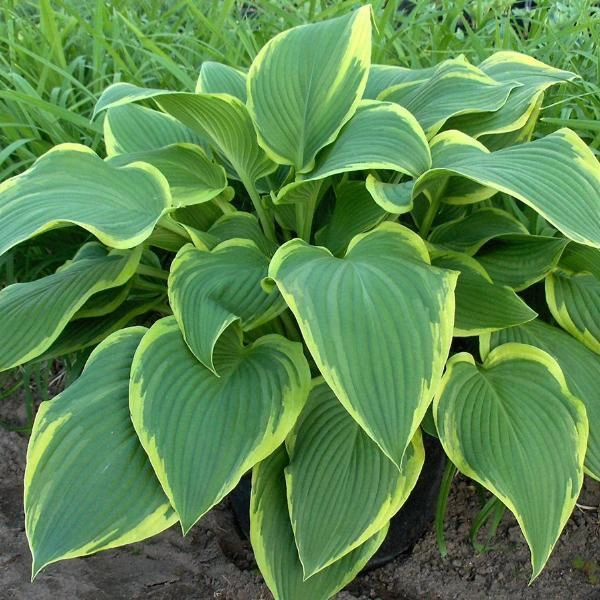 Hosta 'Yellow River' - New Forest Hostas & Hemerocallis