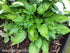 Hosta 'Invincible' - New Forest Hostas & Hemerocallis