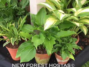 Hosta 'Invincible' - New Forest Hostas & Hemerocallis
