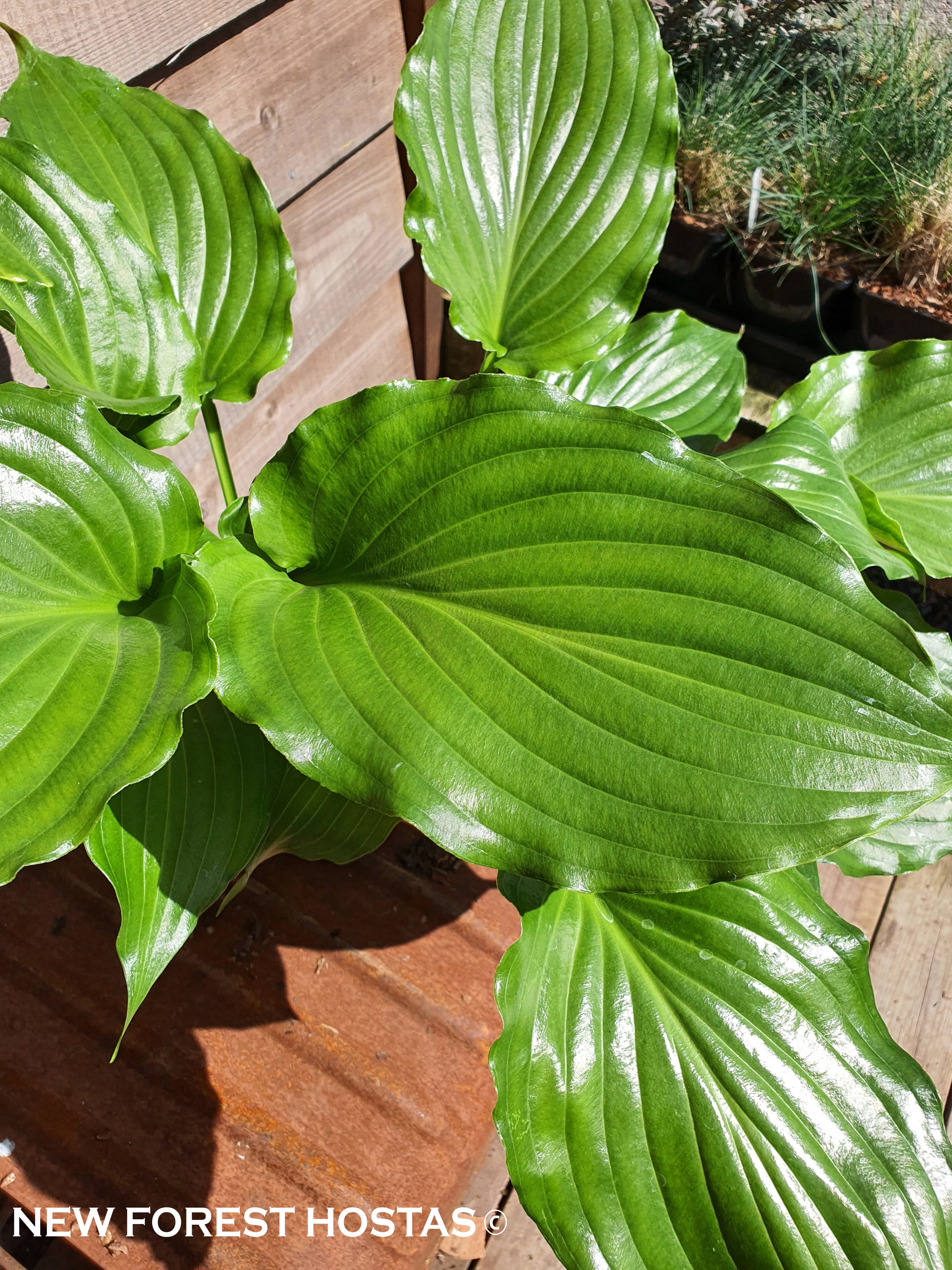 Hosta 'Irish Luck' - New Forest Hostas & Hemerocallis
