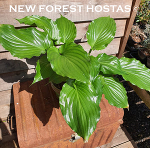 Hosta 'Irish Luck' - New Forest Hostas & Hemerocallis
