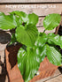 Hosta 'Irish Luck' - New Forest Hostas & Hemerocallis