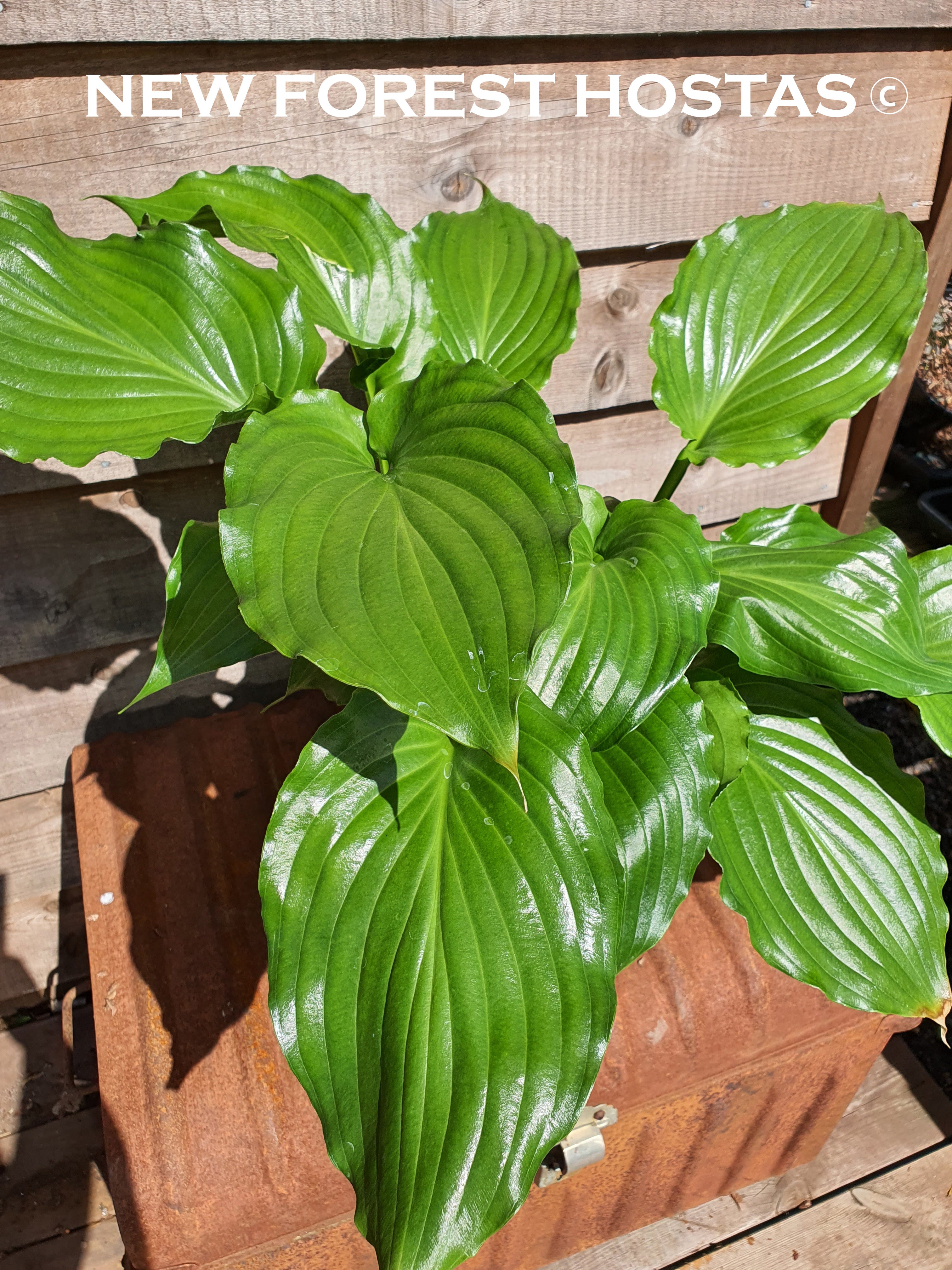 Hosta 'Irish Luck' - New Forest Hostas & Hemerocallis