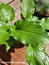 Hosta 'Irish Luck' - New Forest Hostas & Hemerocallis