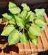 Hosta 'Island Charm' - New Forest Hostas & Hemerocallis