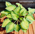 Hosta 'Island Charm' - New Forest Hostas & Hemerocallis
