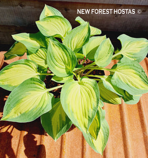 Hosta 'Island Charm' - New Forest Hostas & Hemerocallis