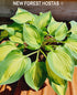 Hosta 'Island Charm' - New Forest Hostas & Hemerocallis