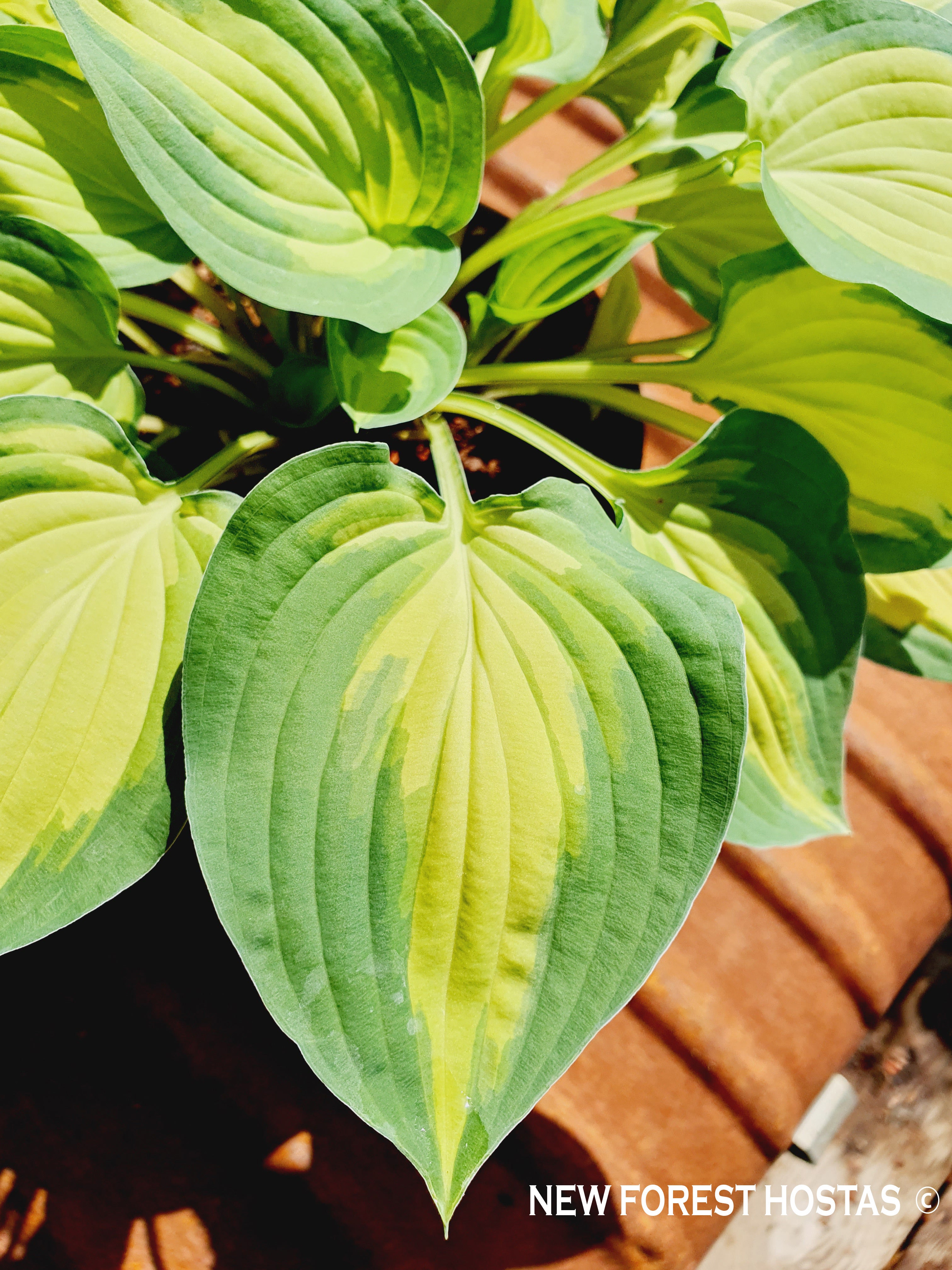 Hosta 'Island Charm' - New Forest Hostas & Hemerocallis