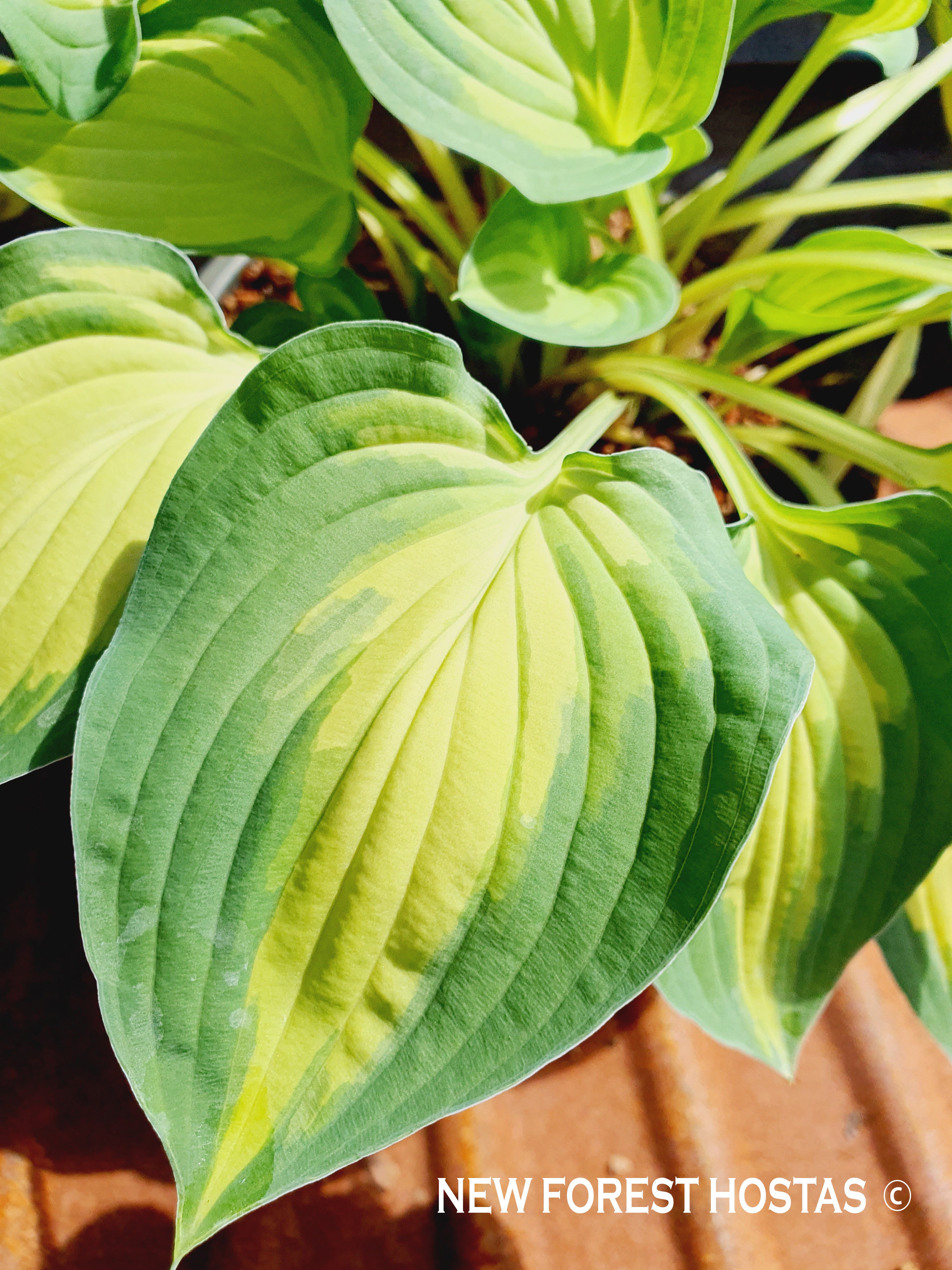 Hosta 'Island Charm' - New Forest Hostas & Hemerocallis